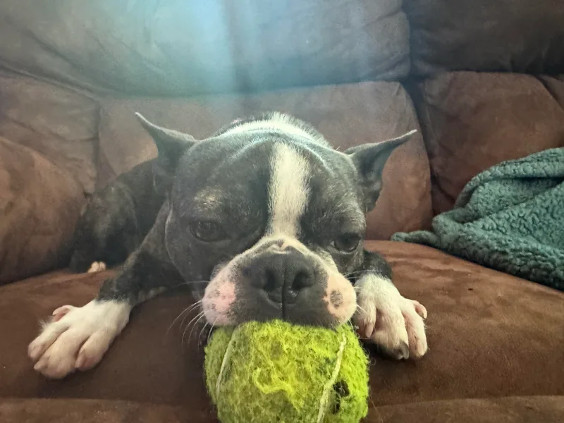 Itty Bitty Boston &amp; Chi Co