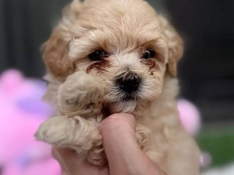 Iuliia's puppies