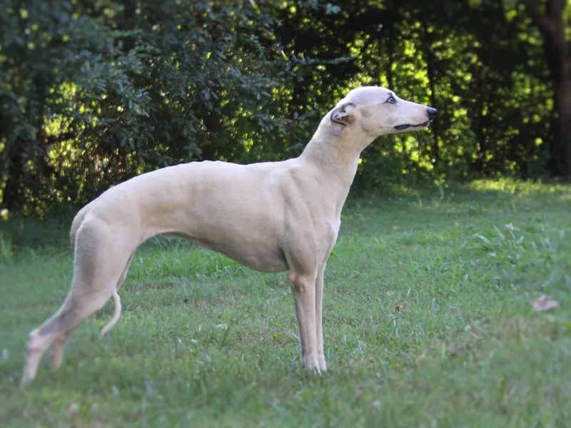 Ivanhoe Borzoi