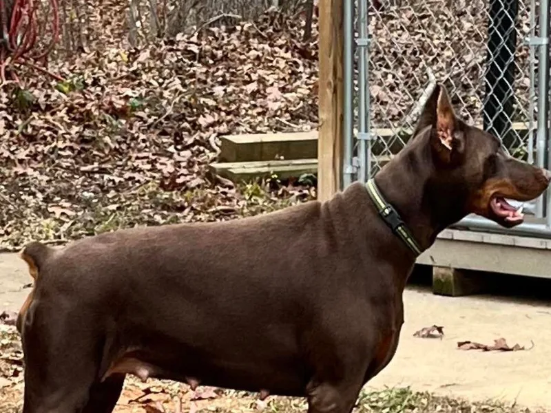 Ivey League Doberman Kennels