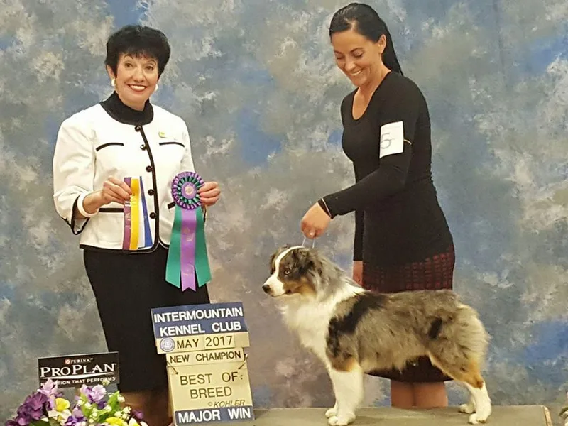 Ivie Farms Miniature Shepherds