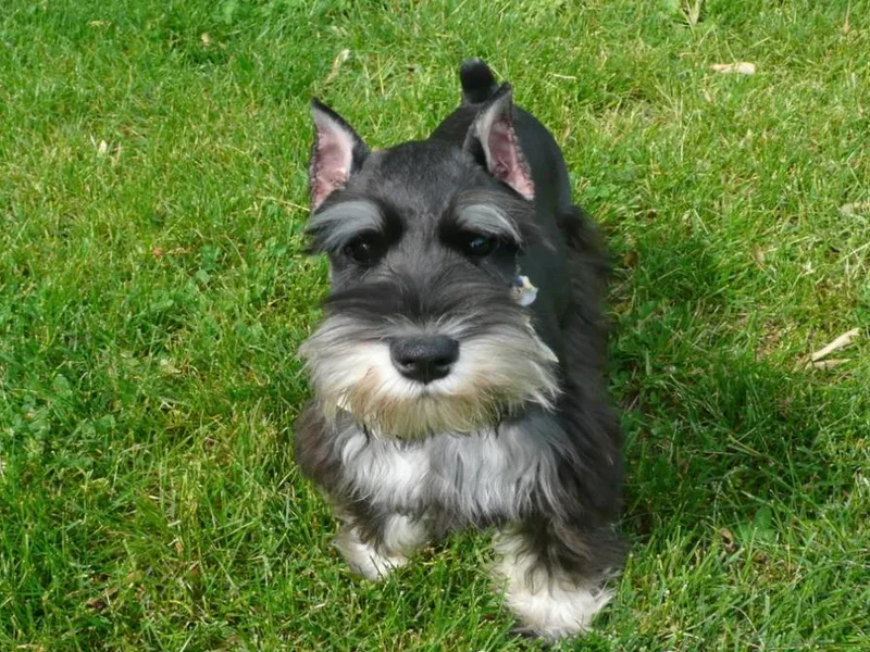 Ivies House of Schnauzers