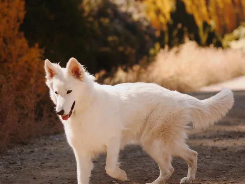 Ivory Arch Shepherds