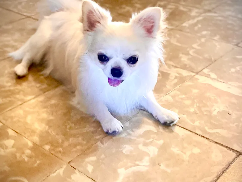 Ivory Jewel Chihuahuas