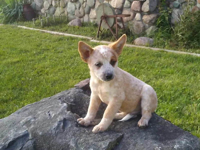 Ivy Heelers