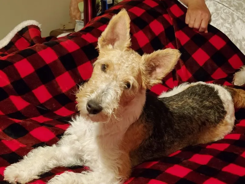 Ivy Hollow Wire Fox Terriers