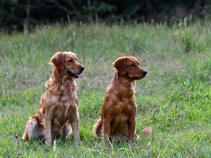 Ivy League Golden Retrievers