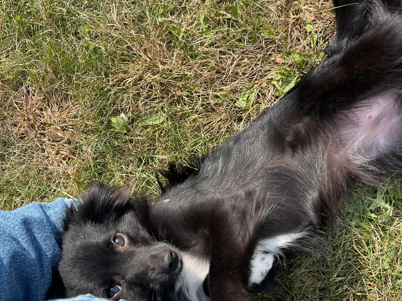 Ivy Meadows and Friends