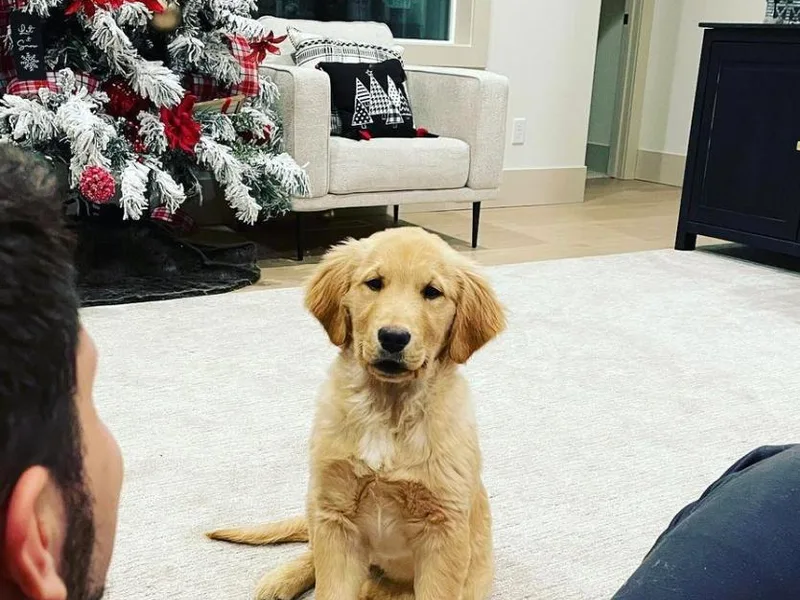 Ivy’s Goldens