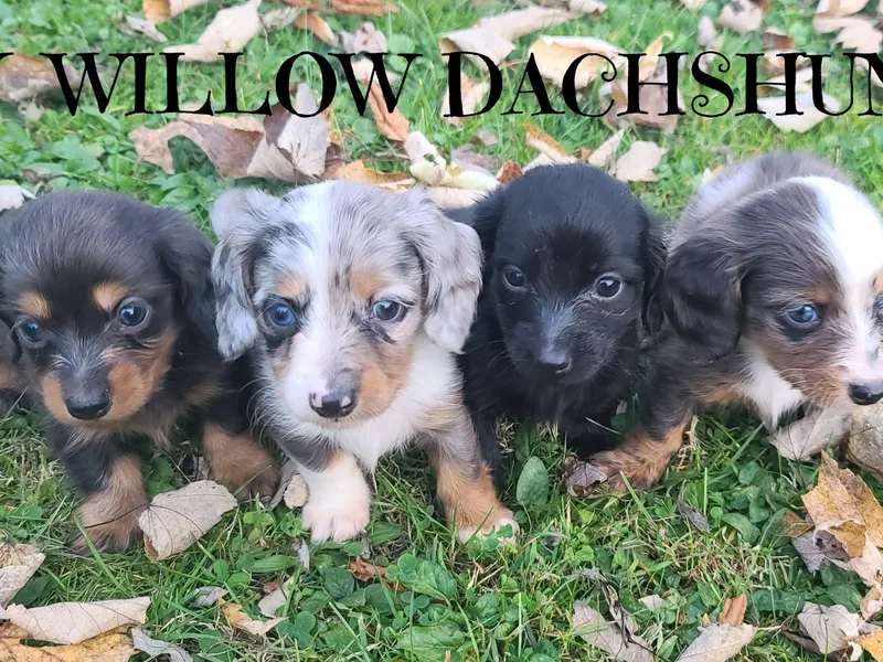Ivy Willow Dachshunds