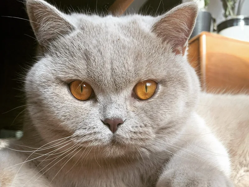 ivyandfernbrits photo 1