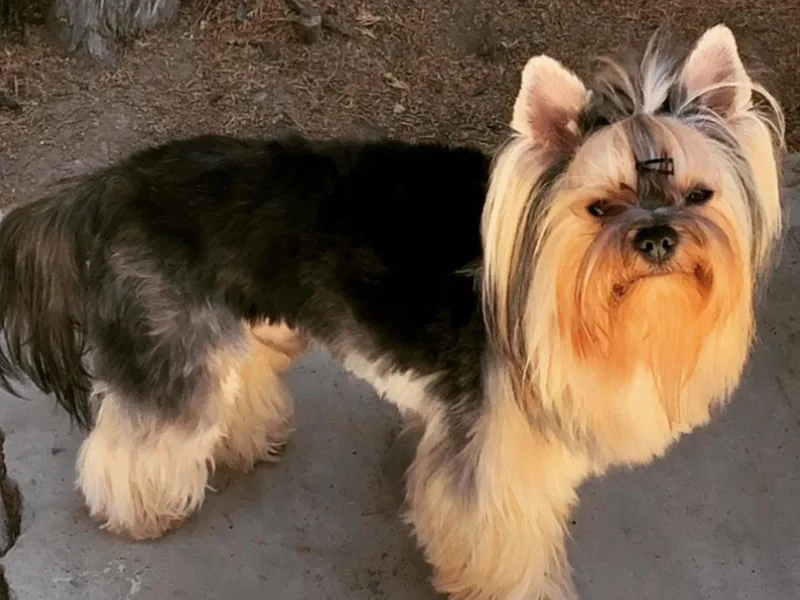 IvyCane Yorkies