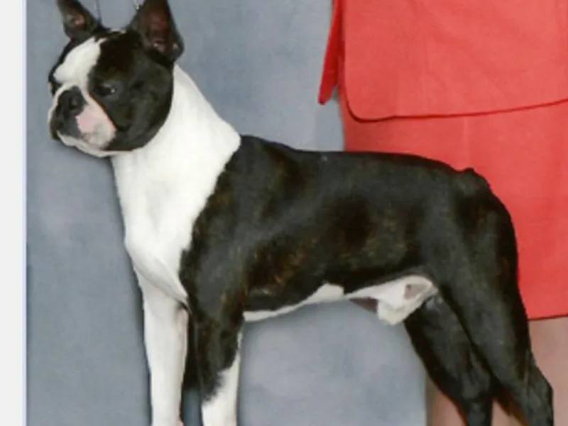 Ivylane Boxers &amp; Boston Terriers