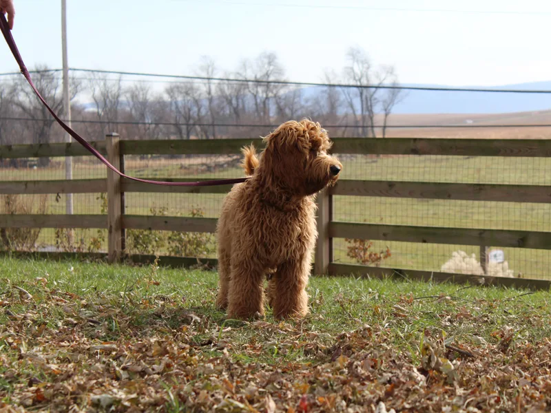 IvyLane Labradoodles
