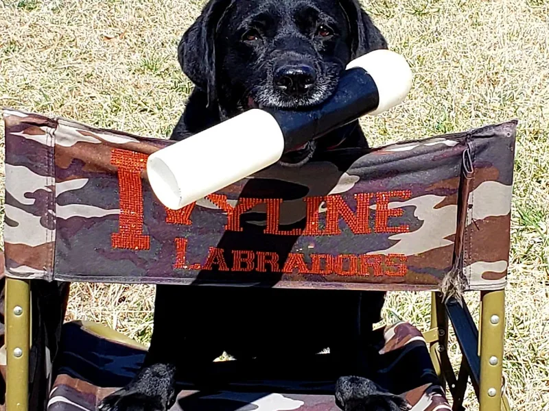 Ivyline Labradors