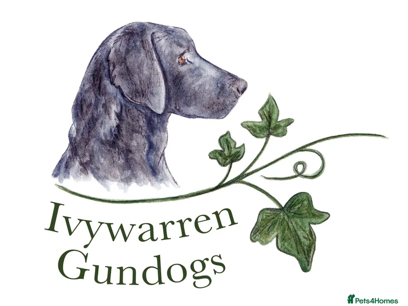 Ivywarren Gundogs photo 1