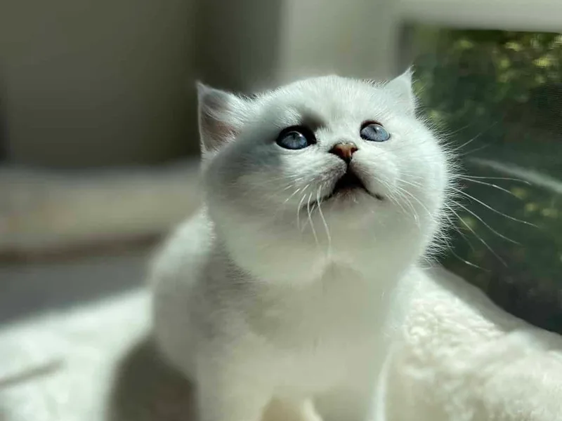 Iwantakitty photo 1