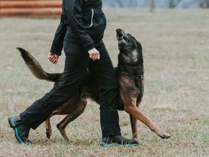 Izac's Home Belgian Malinois