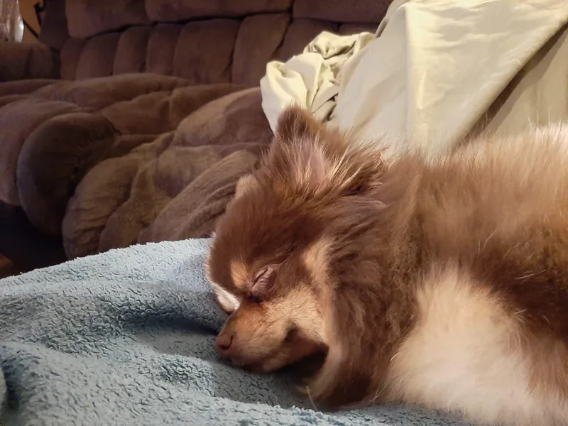 Izzy Poms photo 1