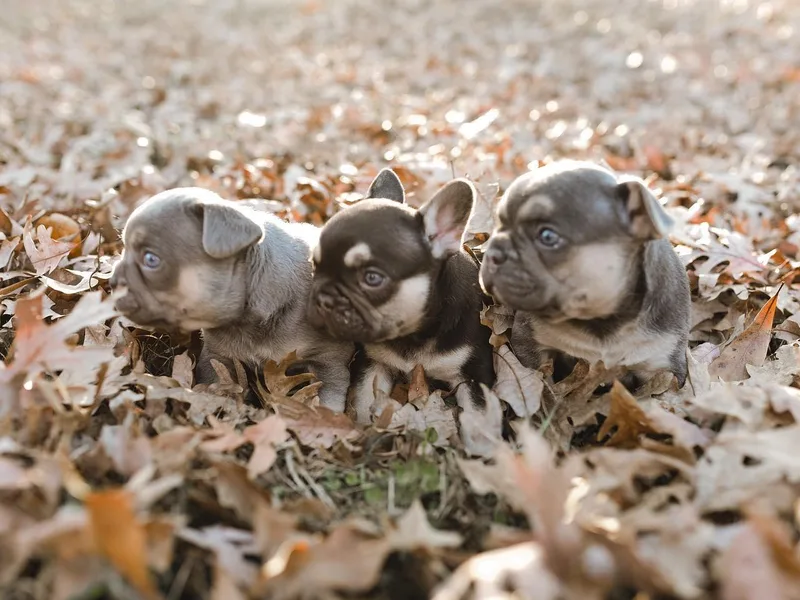 J’Adorabullz Premium French Bulldogs