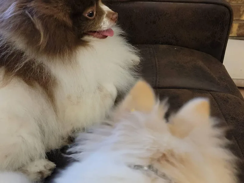 J &amp; B Pomeranians/Pomsky's L.L.C