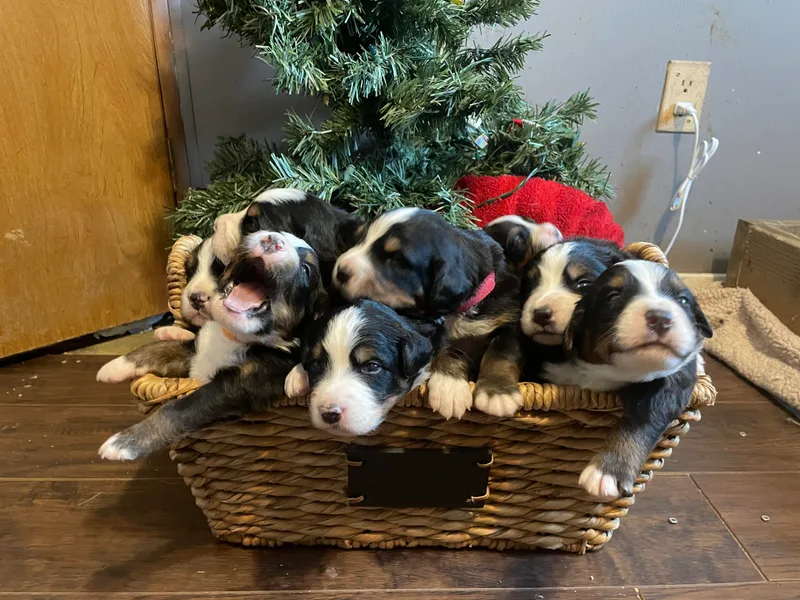 J&amp;F Country Canines