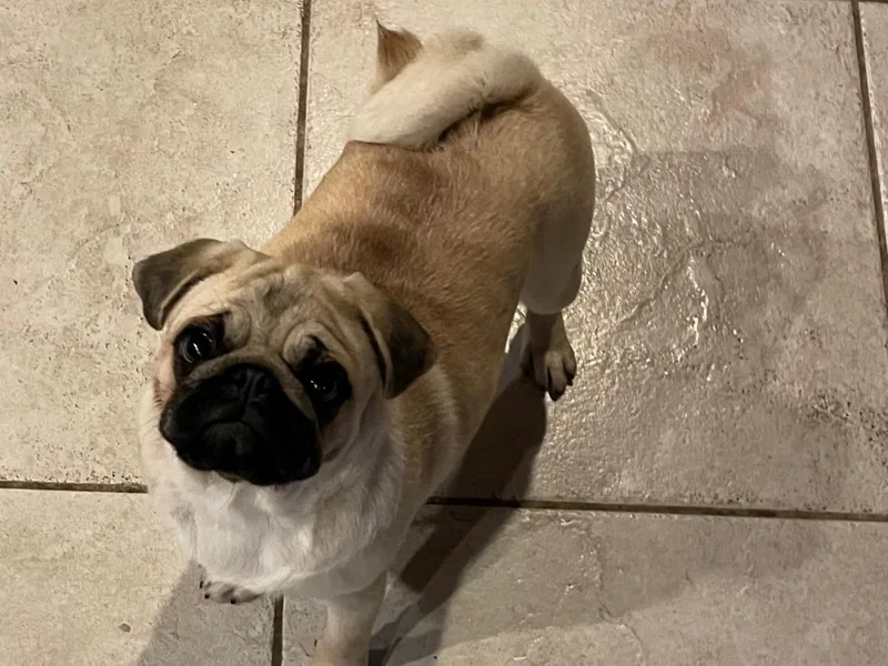 J&amp;J Iron Mountain Ranch Pugs