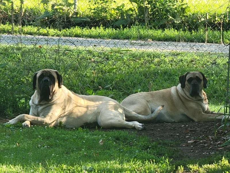 J &amp; J Legacy Mastiffs