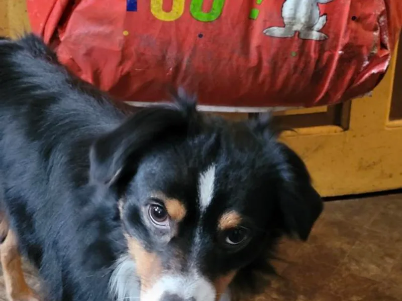 J&amp;K Mini Aussies and Golden Retrievers