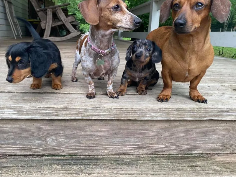 J &amp; K Miniature Dachshunds