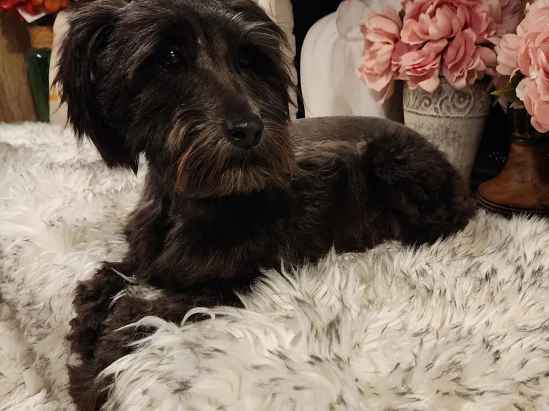 J&amp;L Floppy Eared Schnauzers