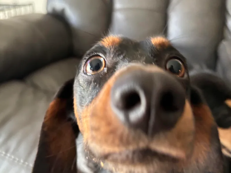 J &amp; L Mini D’s