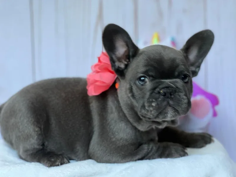 J&amp;M Pawesome Puppies