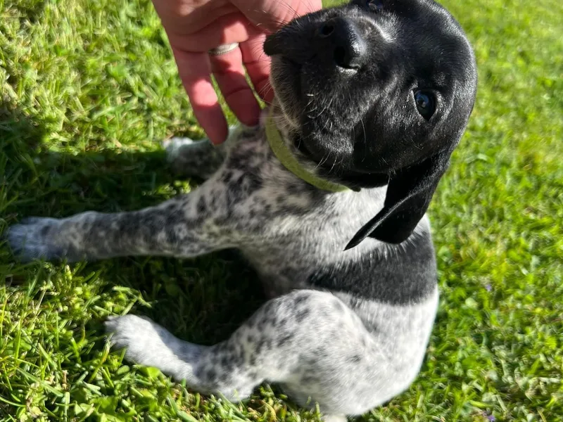 J &amp; R’s Elite German Shorthaired Pointers
