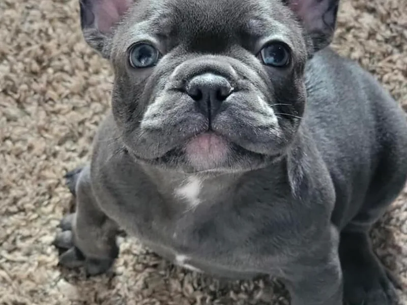 J &amp; S Frenchies