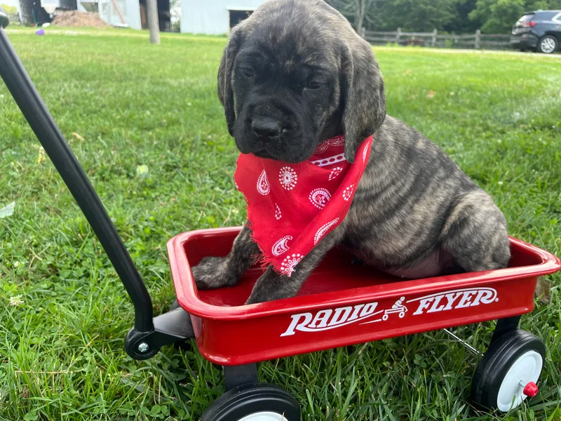 J and L Farms Mastiff’s