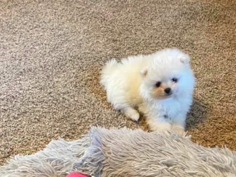 J and P Pomeranians