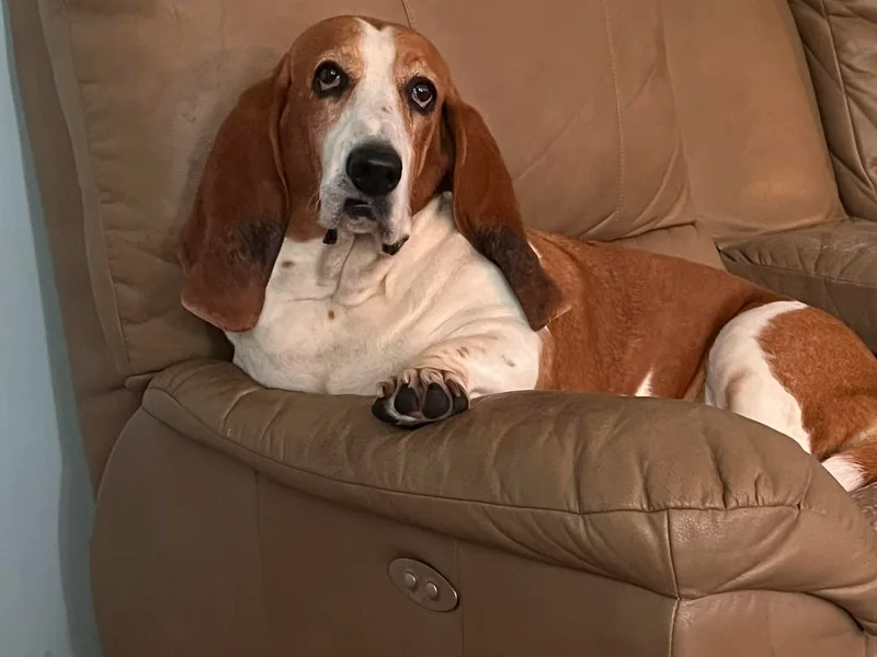 J.C.C.S. Bassets