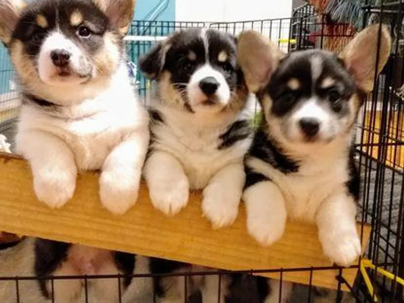 J Coss Corgis