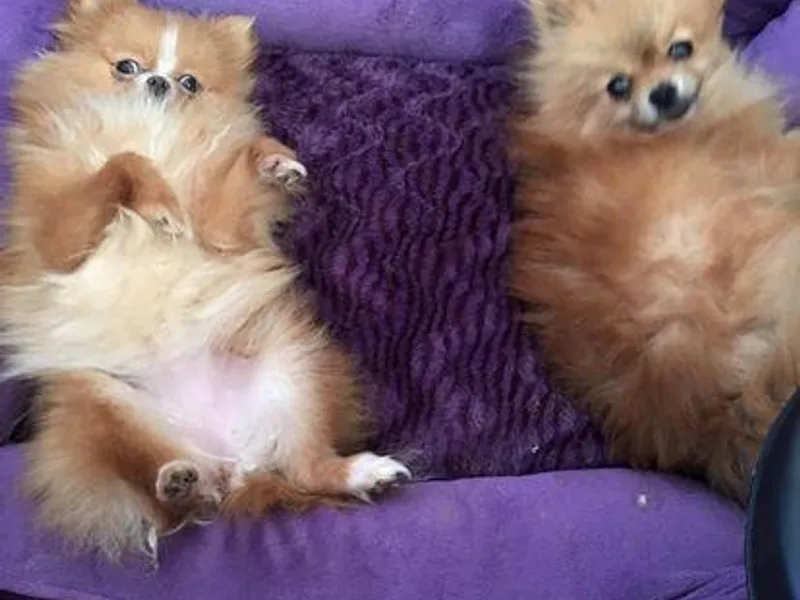 J Lee Berget's Pomeranians