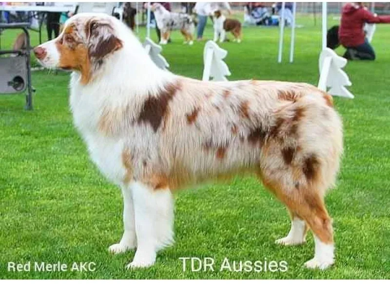 J.O Family Aussies