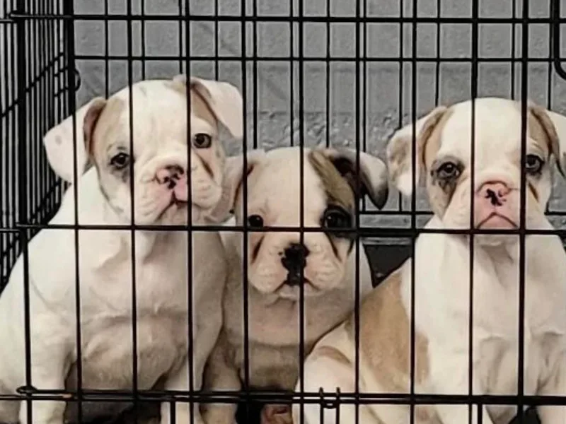 J's Kennel photo 1