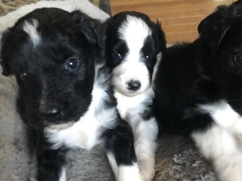 J's Mini Aussies
