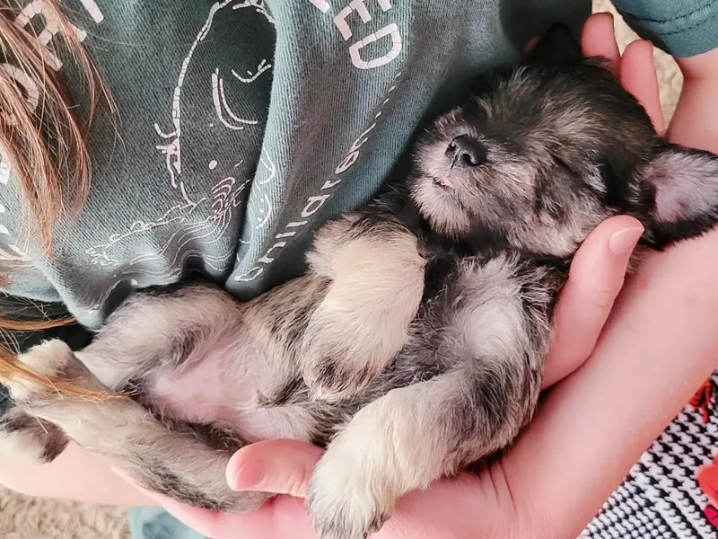 J's Puppies
