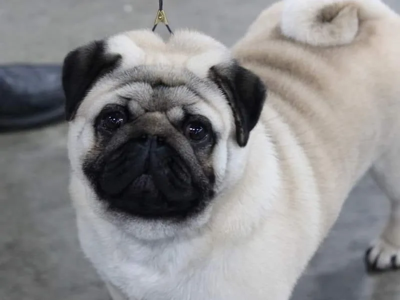 Jaber's Pugs