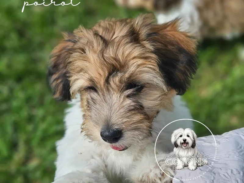 Jac Be Nimble Cotons