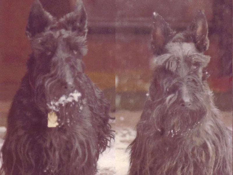 Jacglen Scottish Terriers AR