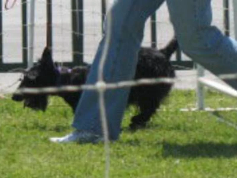 Jacglen Scottish Terriers SC