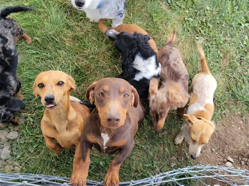 Jaci's Dachshunds