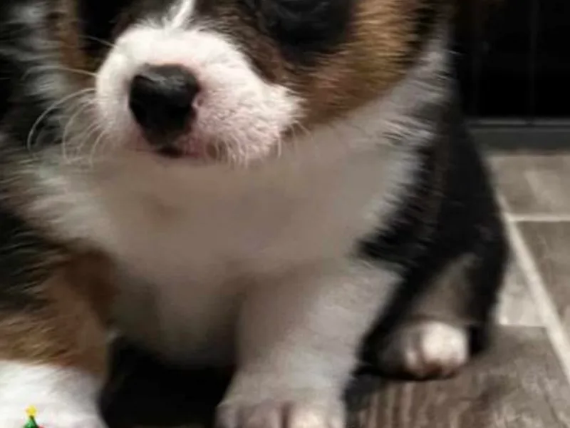 Jack &amp; Kate's Corgis